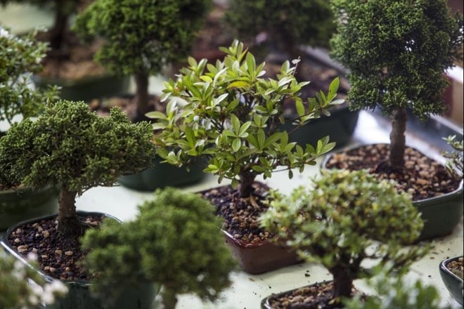 Bonsai para iniciantes: tudo sobre a árvore em miniatura