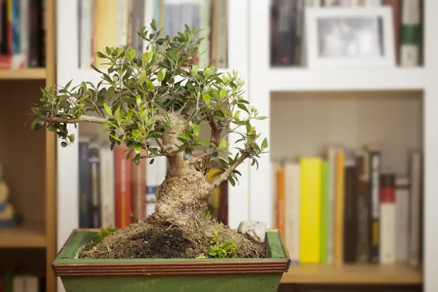 Manual do Bonsai: como cuidar da árvore em apartamento?